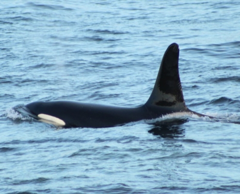 Orca off the local coast