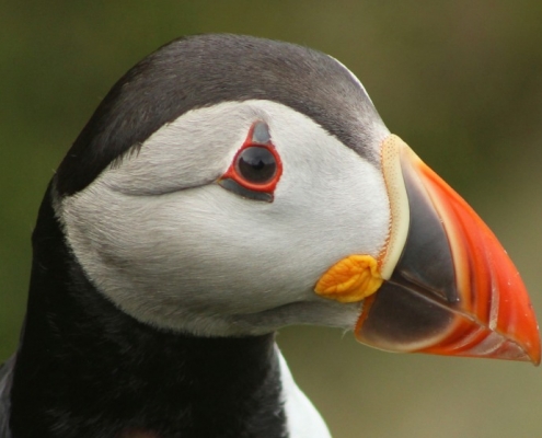 Puffins all over NC500